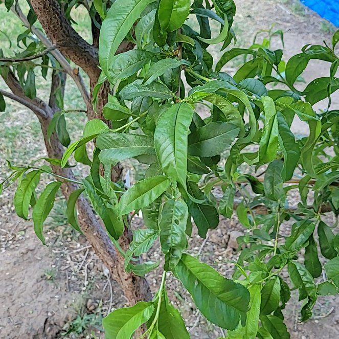 Photo of the plant species Hardired Nectarine Tree by @EnlivenedChilli named Forrest on Greg, the plant care app