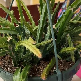 Photo of the plant species Aporophyllum 'Edna Bellamy by @NobleSnakeshead named Orlando Bloom on Greg, the plant care app