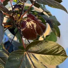 Photo of the plant species Bellyache Bush by @KeenSpurflower named Coco on Greg, the plant care app