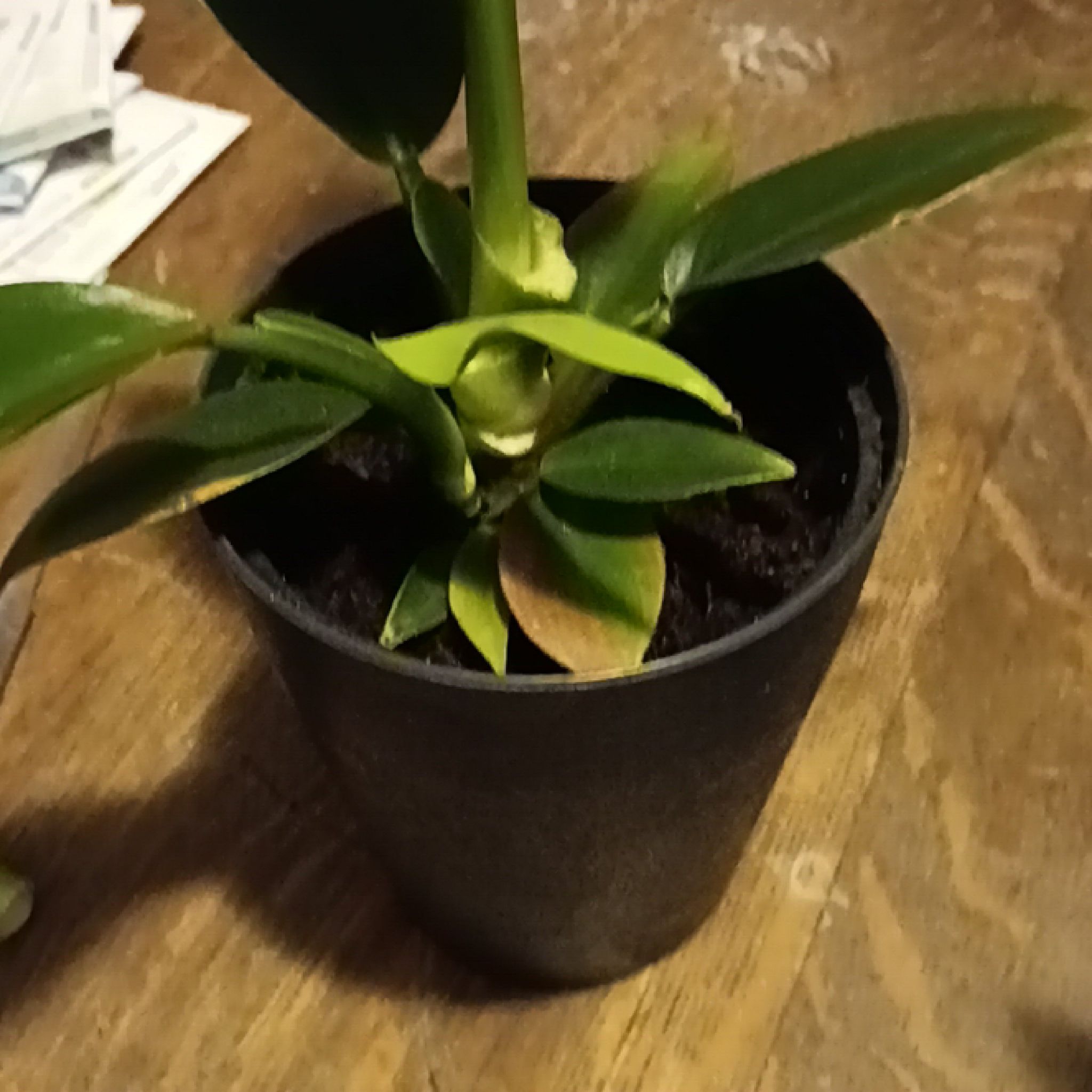 Photo of the plant species Philodendron 'Green Fat Boy' by @ActualMexico named Planty on Greg, the plant care app