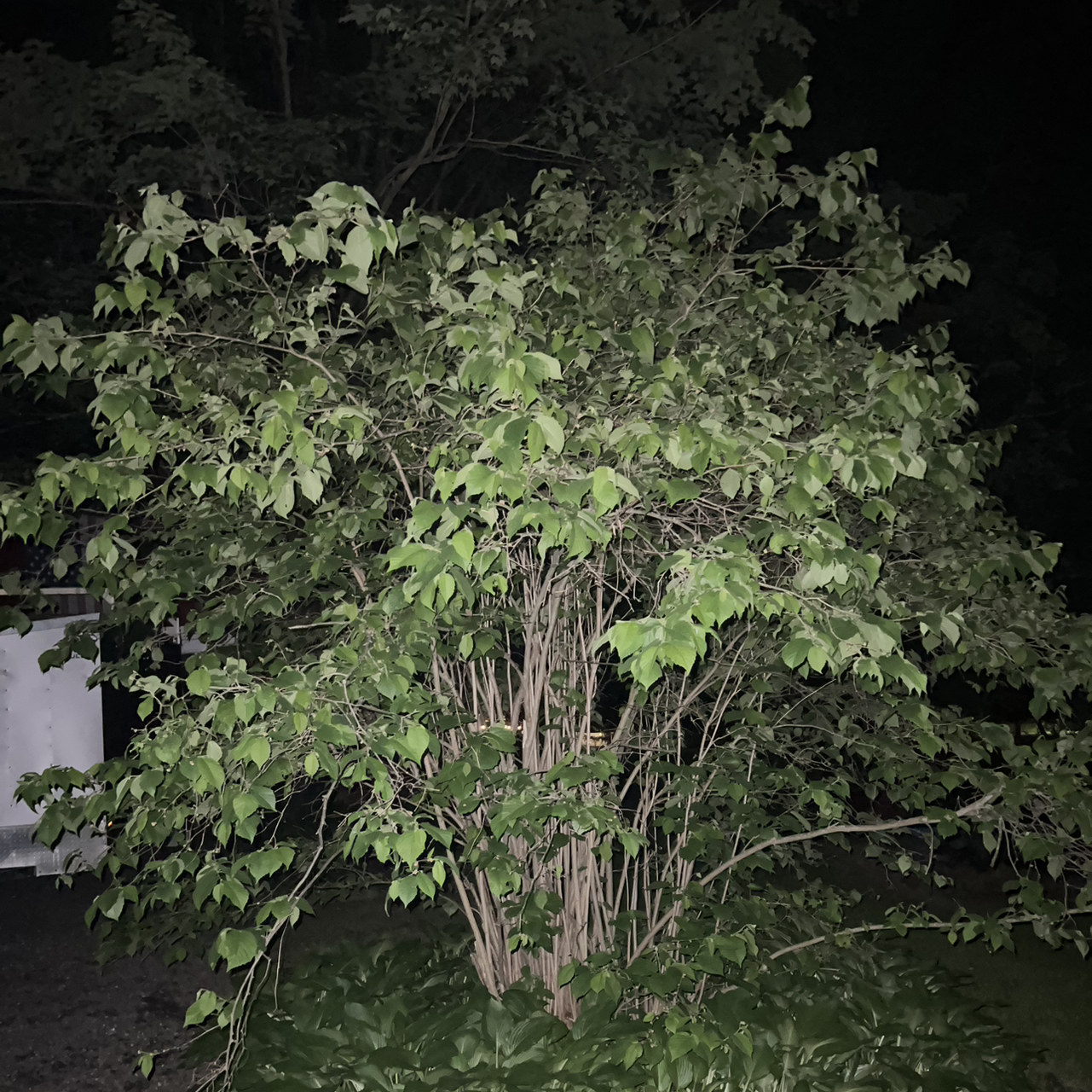 Photo of the plant species Striped Maple by @ManlyBearcorn named Kardashian on Greg, the plant care app