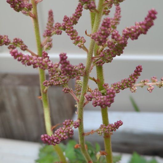 Photo of the plant species Astilbe rivularis by @pinkporpoise named Cleffairy on Greg, the plant care app