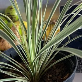 Photo of the plant species Carex oshimensis 'EverColor® Everest' by @ChosenBonnydoon named Keanu Leaves on Greg, the plant care app
