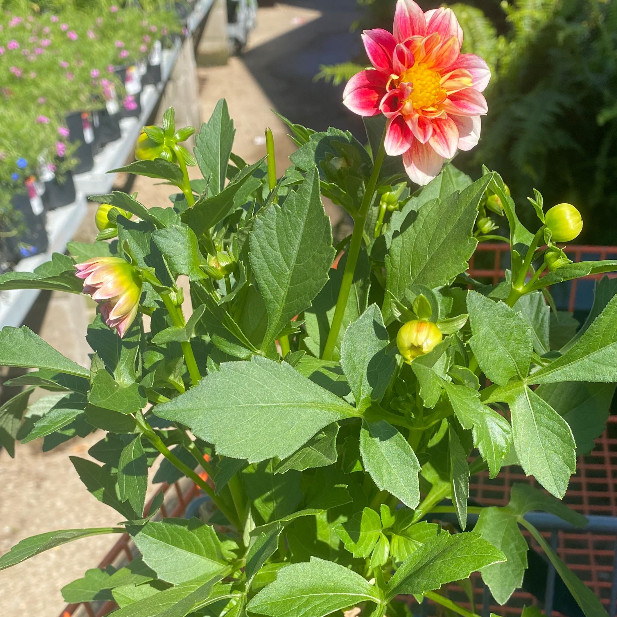 Healthy Garden Dahlia plant with vibrant green leaves and blooming flowers.