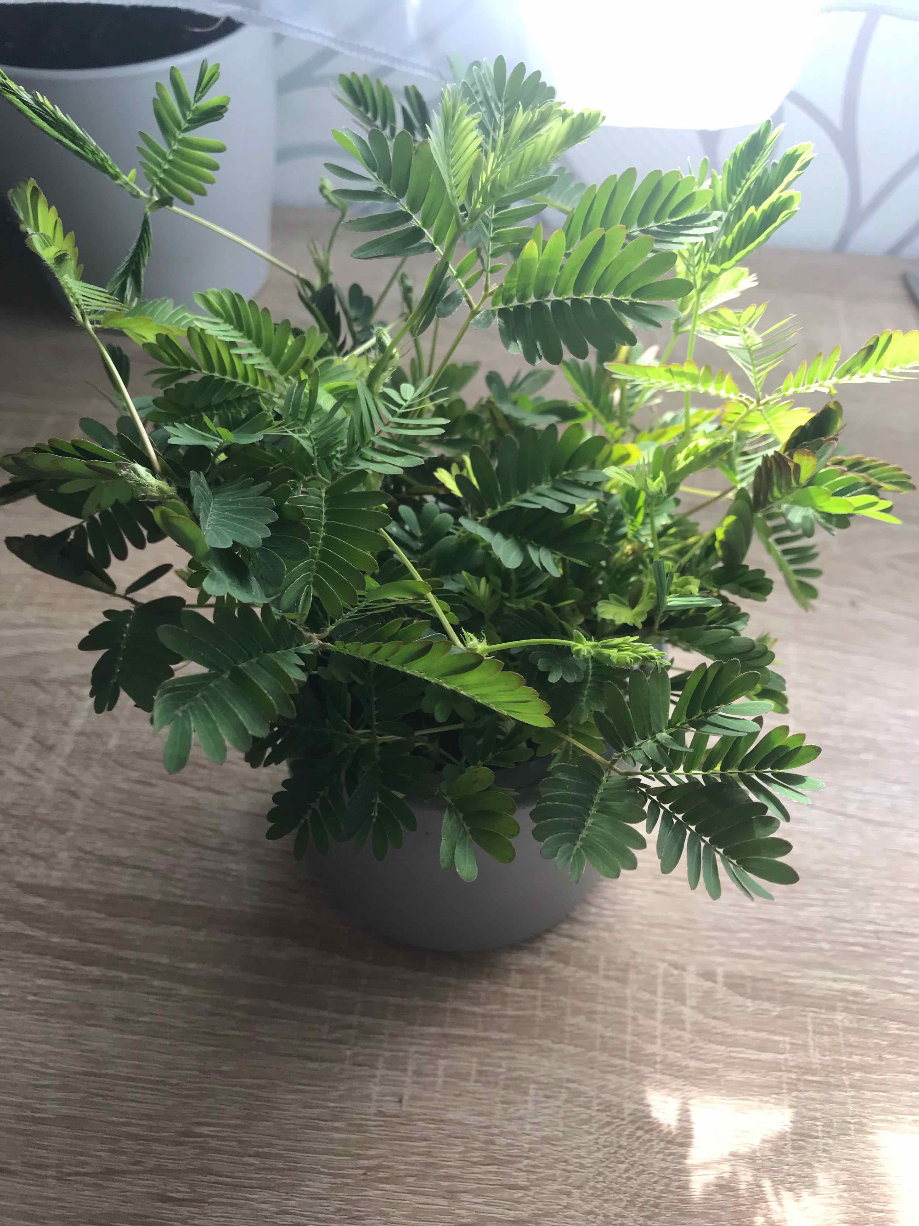 Potted Sensitive Plant (Mimosa pudica) with green leaves on a wooden surface.