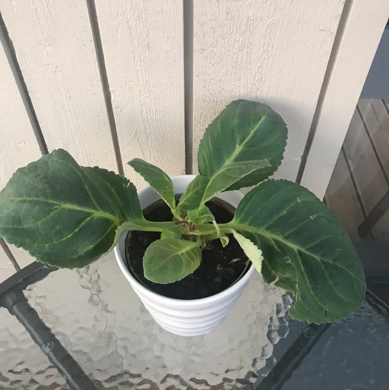 Potted Florist's gloxinia plant with large green leaves on a glass table.