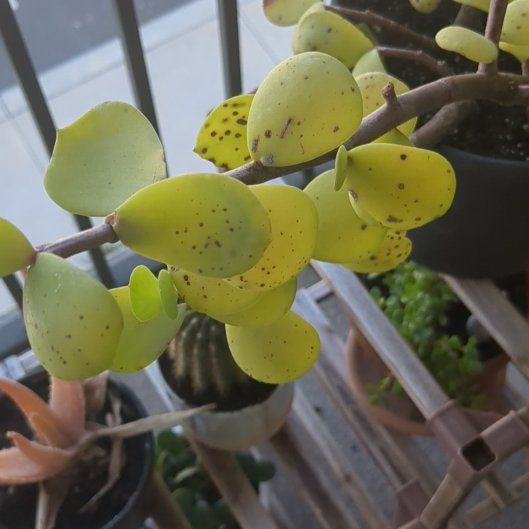 Photo of the plant species Jade by @MeekWhitebroom named Sanders on Greg, the plant care app