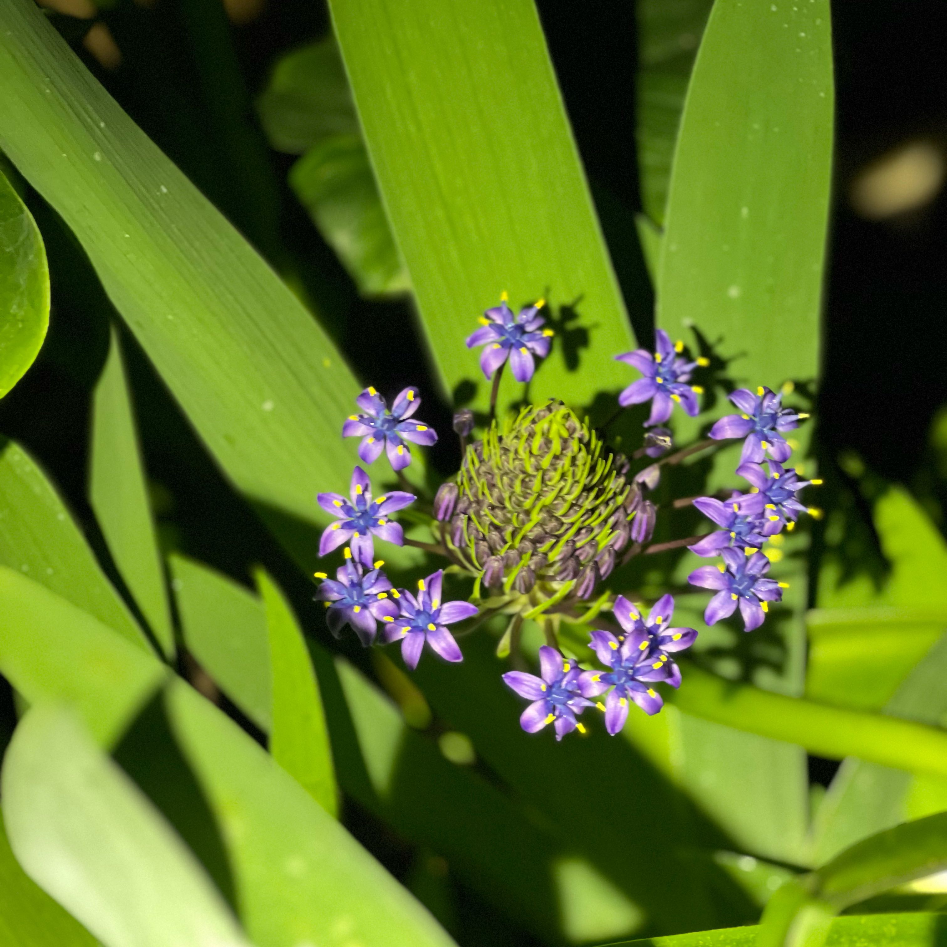 Photo of the plant species Portuguese Squill by @DollChojubai named Marley on Greg, the plant care app
