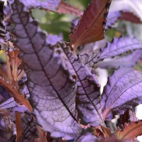 Photo of the plant species Parataniwha by @SocialCapealoe named Kardashian on Greg, the plant care app