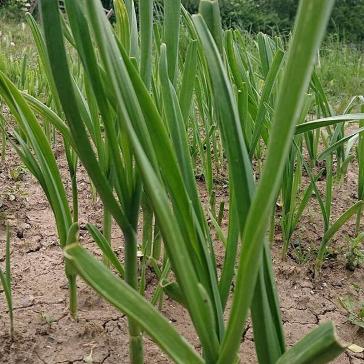 Healthy Elephant Garlic plants growing in dry soil.
