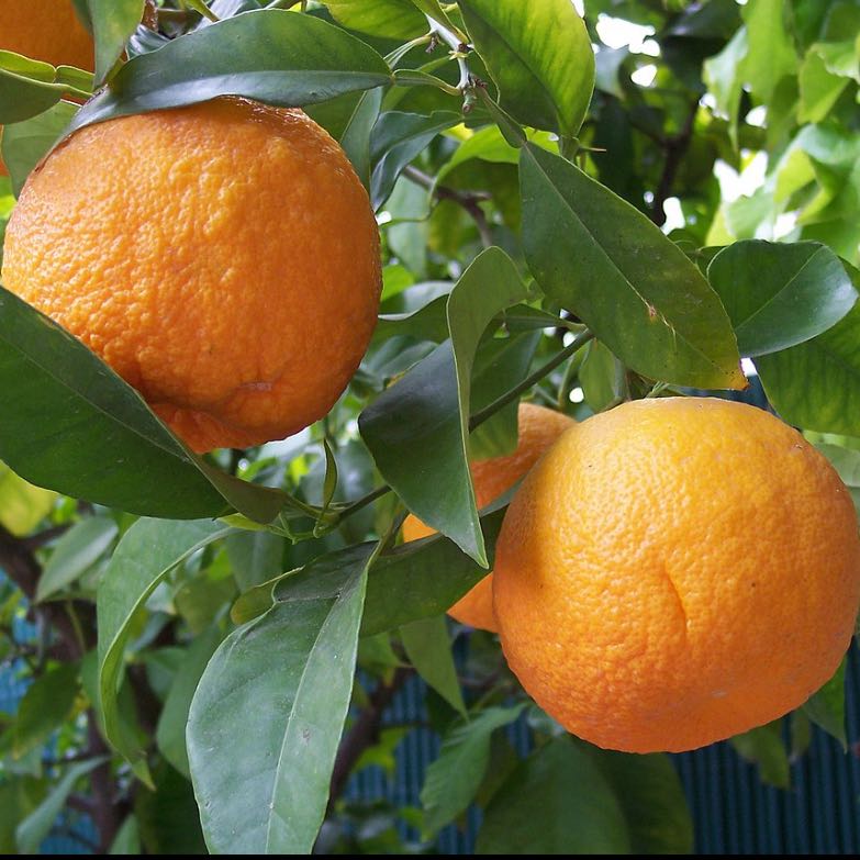 Photo of the plant species Sour Orange by @HonestGreyalder named Elle on Greg, the plant care app