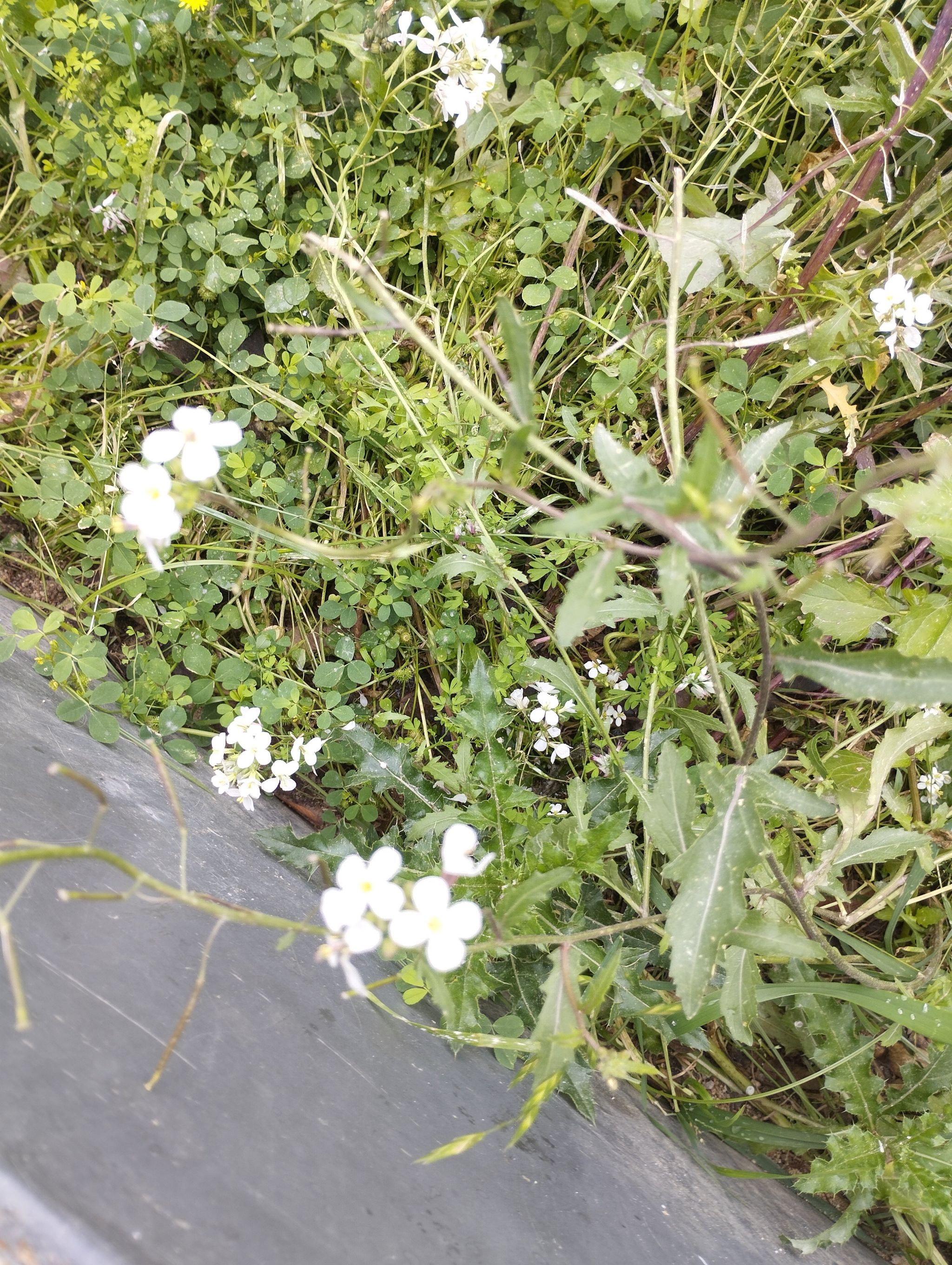 Photo of the plant species Mouse-Ear Cress by @SilkyProlifica named Arabide on Greg, the plant care app
