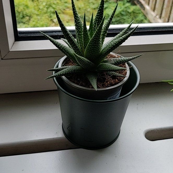 Photo of the plant species Aloe Gasteria Durban by @CaptivatingNoni named Foxxy on Greg, the plant care app