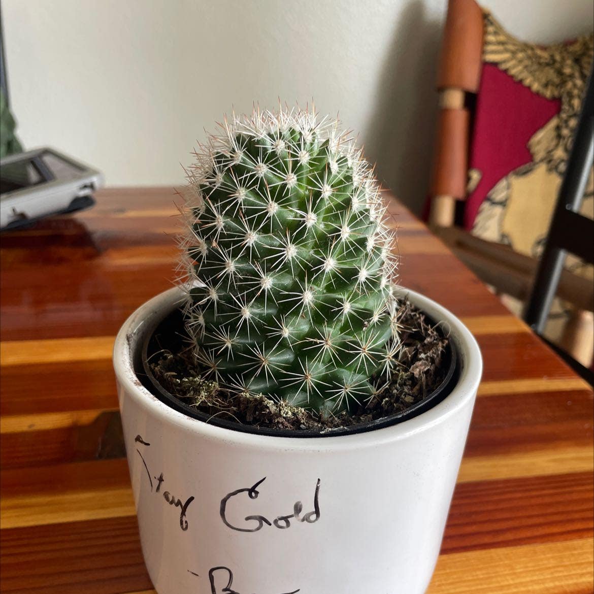 A healthy Hooked Cactus in a white pot on a wooden surface.