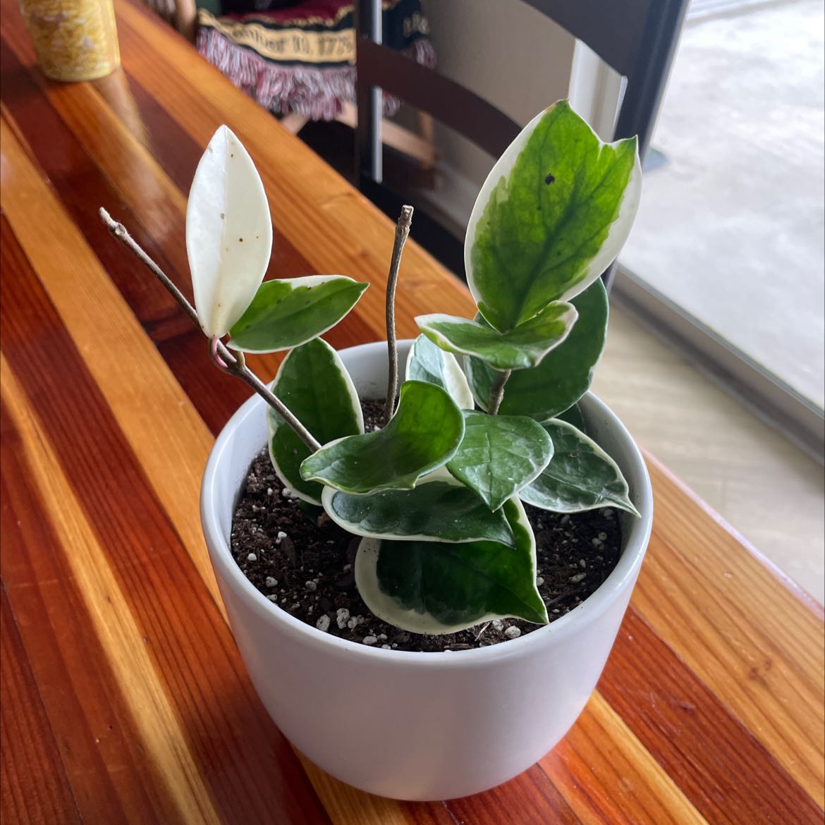 Hoya Krimson Queen plant in a white pot with variegated leaves on a wooden surface.