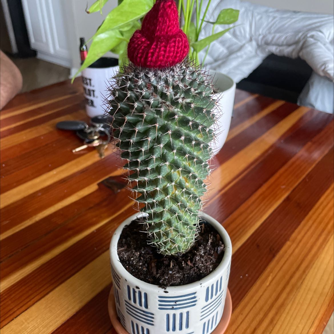 Madagascar Palm (Pachypodium lamerei) in a small pot on a wooden table.