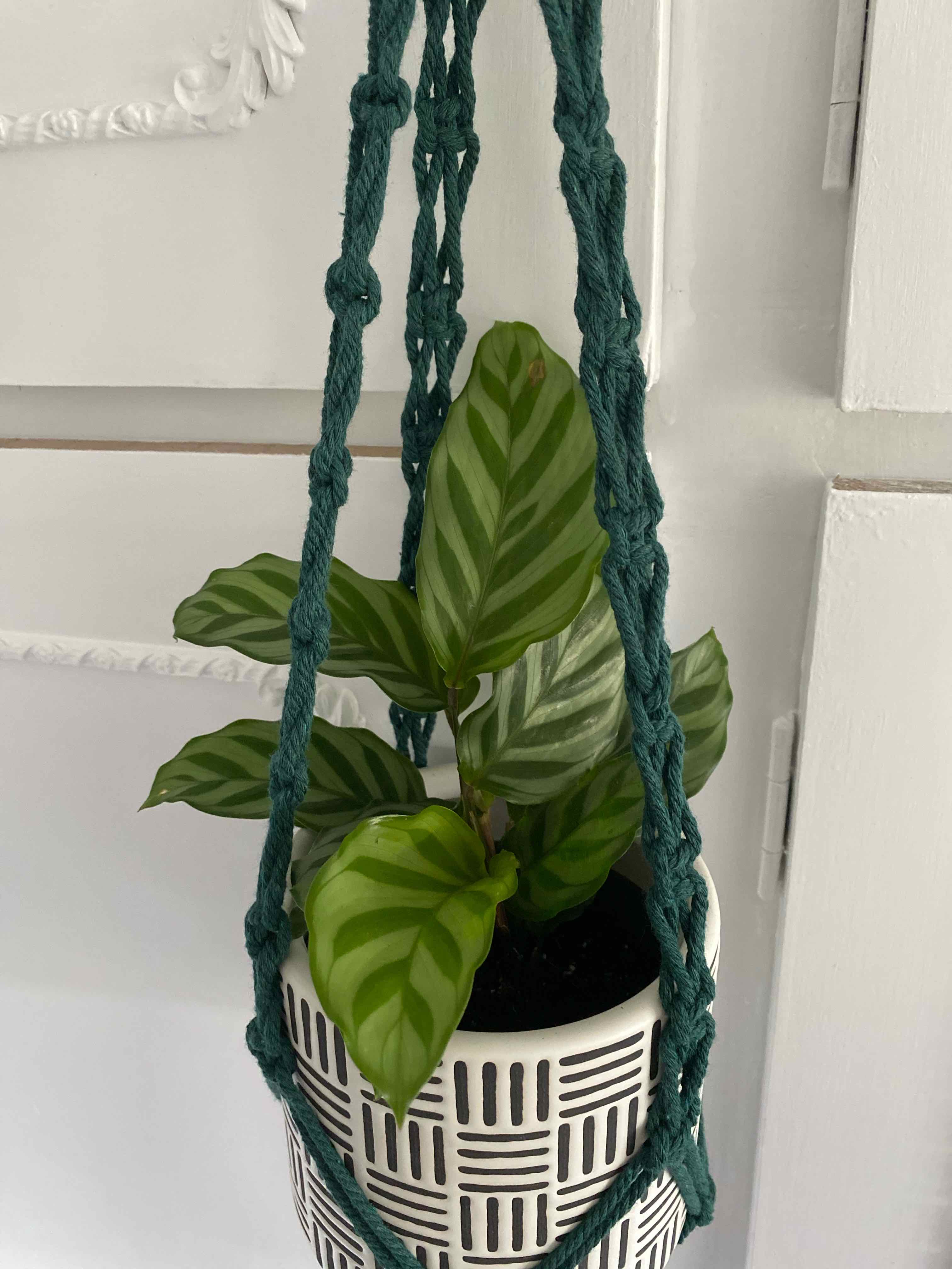 Calathea 'Freddie' plant in a decorative hanging pot with healthy green leaves.