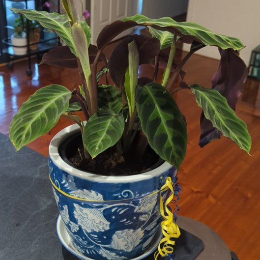 Photo of the plant species Calathea Warscewiczii by @woodgie named Debbie on Greg, the plant care app