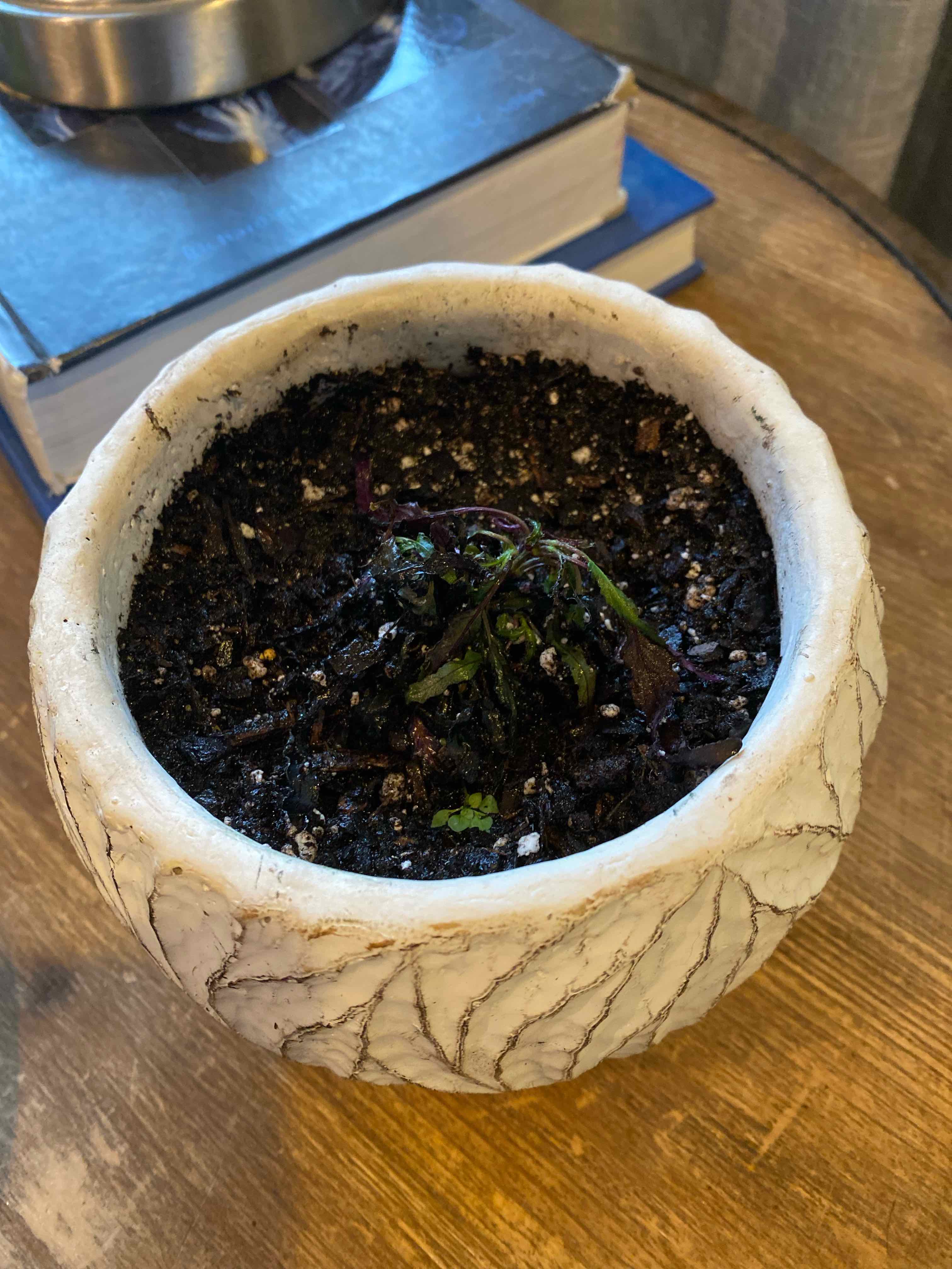 Potted Dragon's Tongue plant with wilting leaves and dark soil on a wooden surface.