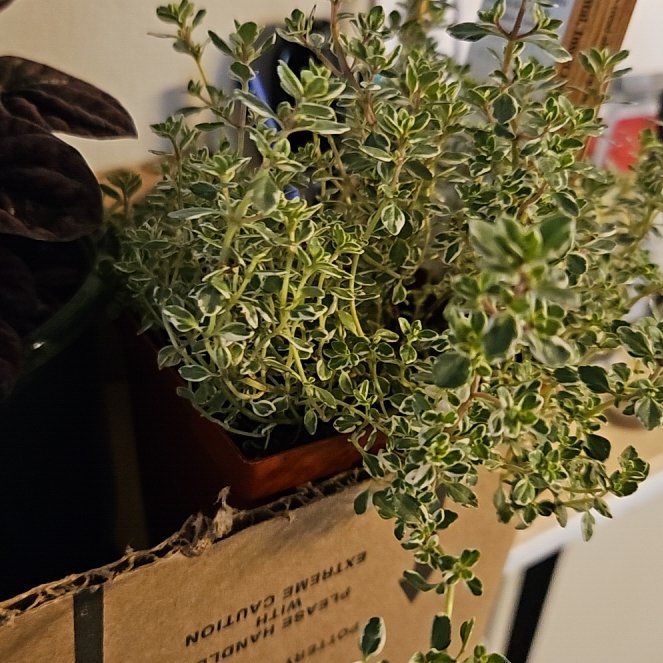 Photo of the plant species Hi Ho Silver Thyme by @HelpfulPalqui named Hemingway on Greg, the plant care app