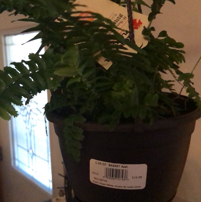 Photo of the plant species Jesters Crown Fern by @RichEmpresstree named Scarlett on Greg, the plant care app