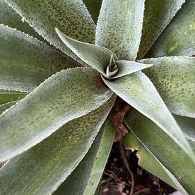 Photo of the plant species Mayan Queen Mangave by @RichEmpresstree named Kylie on Greg, the plant care app