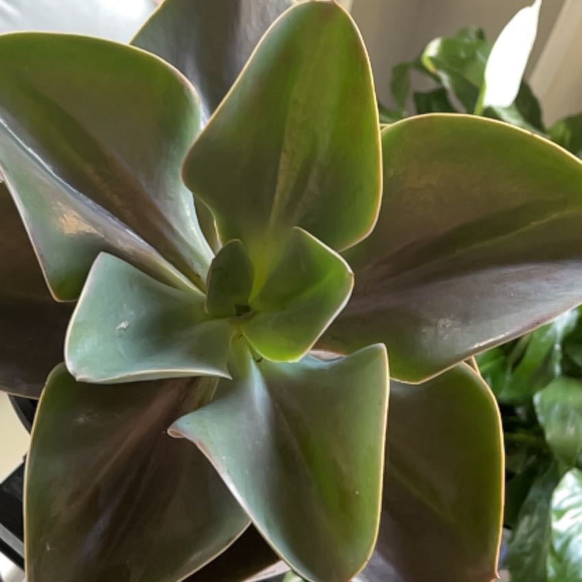 Photo of the plant species Firework by @KookyFalseagave named Gobi on Greg, the plant care app
