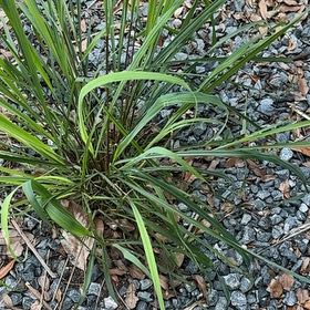 Photo of the plant species Cogon Grass by @LitheBogrhubarb named Homer on Greg, the plant care app