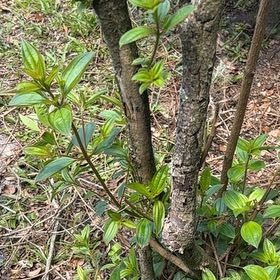 Photo of the plant species Blue Mountain Lilac by @LitheBogrhubarb named Daphne on Greg, the plant care app