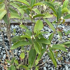 Photo of the plant species Sweet Olive by @LitheBogrhubarb named Eva on Greg, the plant care app