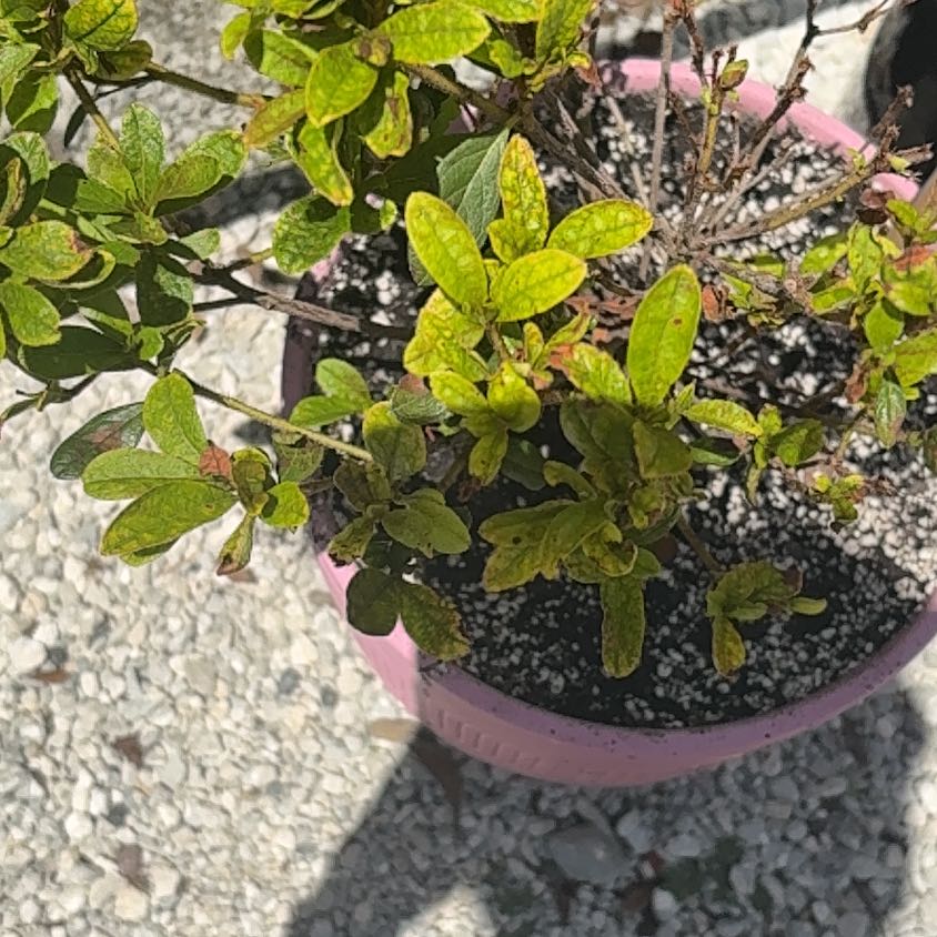 Photo of the plant species Satsuki by @LitheBogrhubarb named Aria on Greg, the plant care app