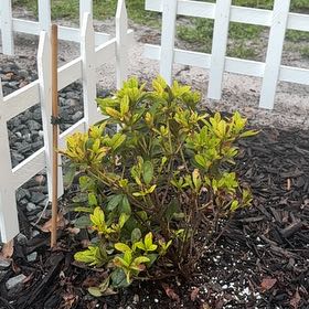Photo of the plant species Satsuki by @LitheBogrhubarb named Surya on Greg, the plant care app