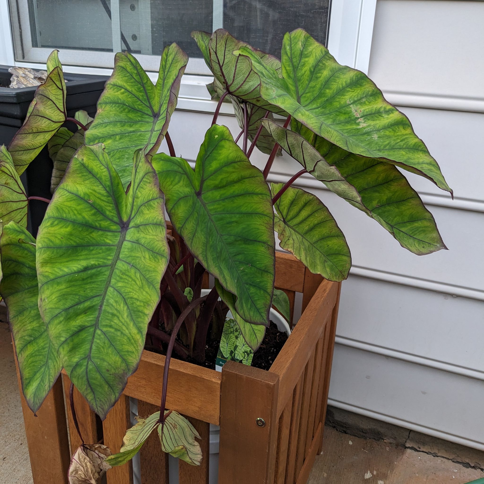 Photo of the plant species Blue Hawaii Elephant Ear by @RichReginairis named Sigmund on Greg, the plant care app