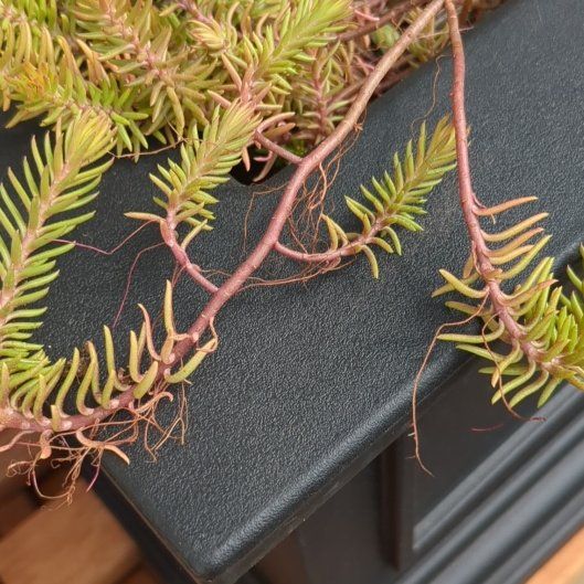 Photo of the plant species Red Wiggle by @RichReginairis named Aristotle on Greg, the plant care app