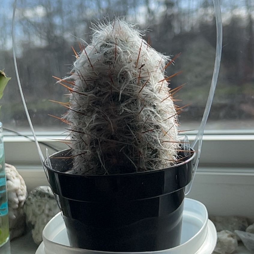 Photo of the plant species Old Man of the Andes by @ComicalAnthemis named Elli on Greg, the plant care app