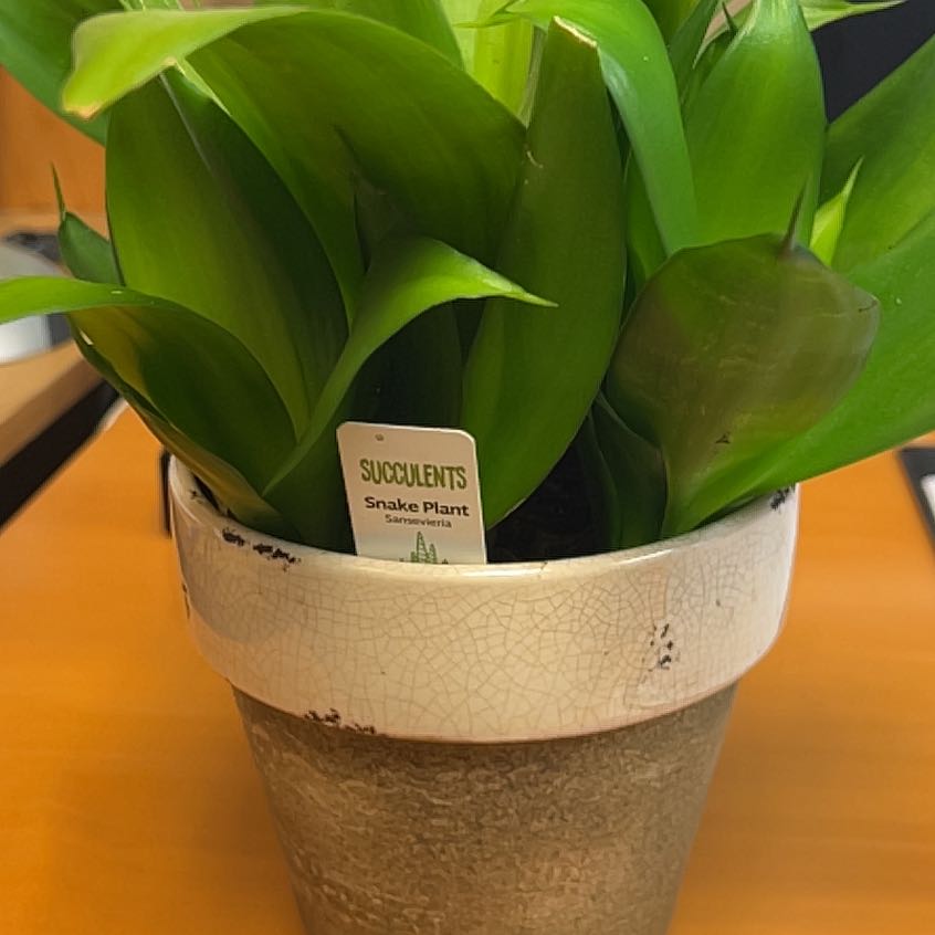Sansevieria Black Dragon plant in a pot with vibrant green leaves.