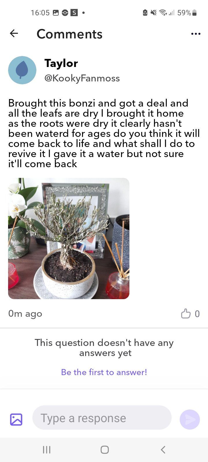 Photo of the plant species Bonzi by @KookyFanmoss named Bonzi on Greg, the plant care app