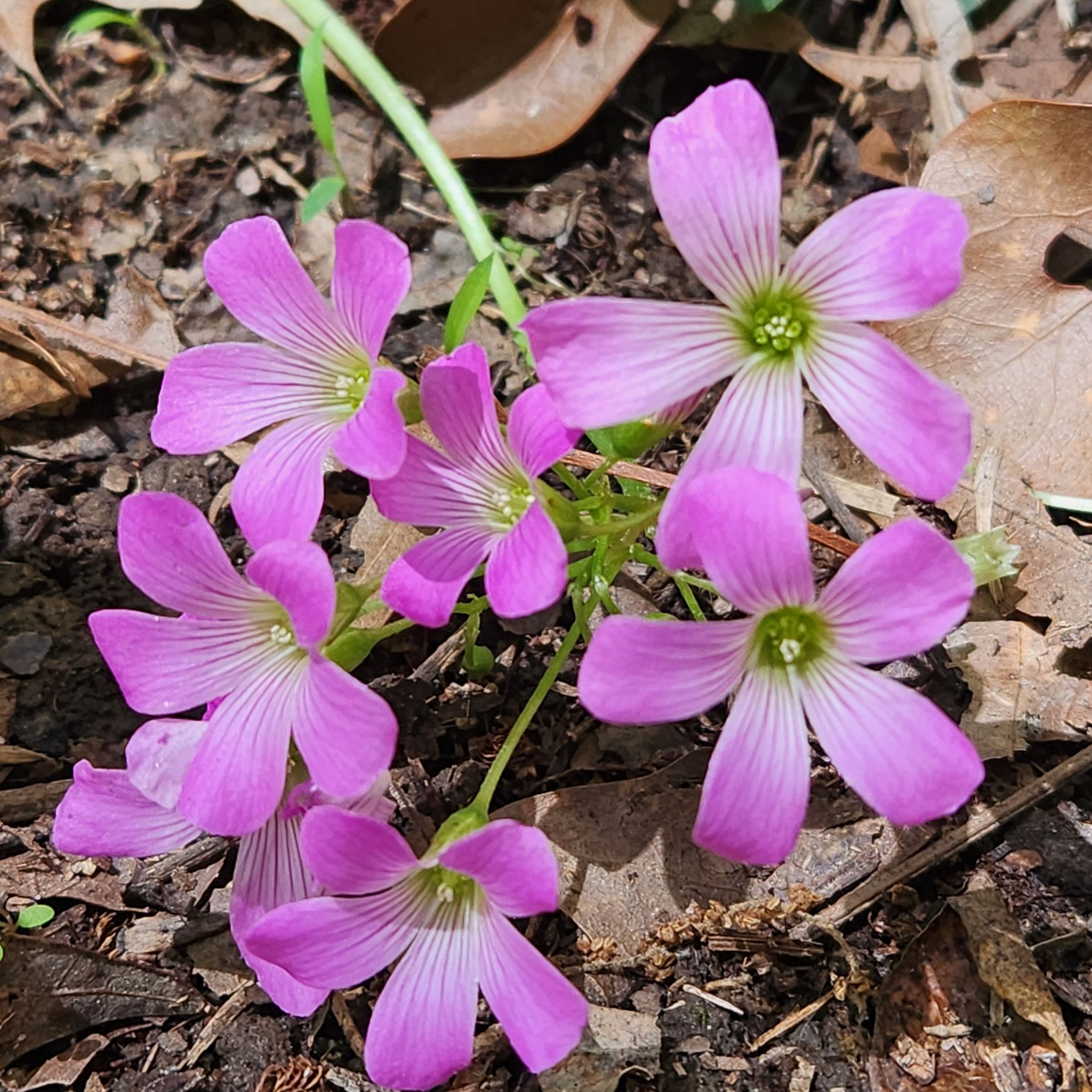 Pink Woodsorrel plant with vibrant pink flowers and visible soil.