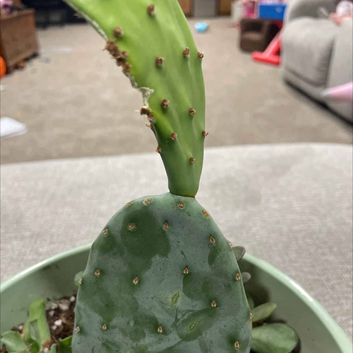 Bakersfield Beavertail Cactus with new growth segment and some brown spots.