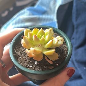 Photo of the plant species Sedeveria Markus by @DapperSunflower named Mando on Greg, the plant care app
