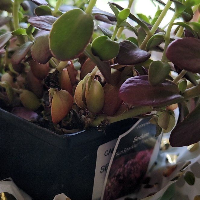 Photo of the plant species Lime Twister Stonecrop by @ProudOakfern named Baesil on Greg, the plant care app