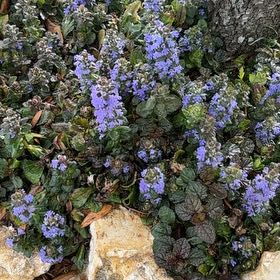 Photo of the plant species Blue Mountain Lilac by @BigtimeDewberry named Madonna on Greg, the plant care app