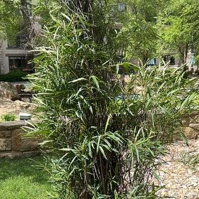 Photo of the plant species Switchcane by @BigtimeDewberry named Athena on Greg, the plant care app