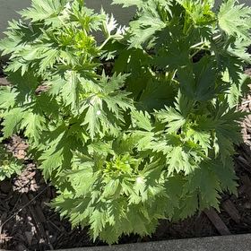 Photo of the plant species Mugwort by @BigtimeDewberry named Gates on Greg, the plant care app