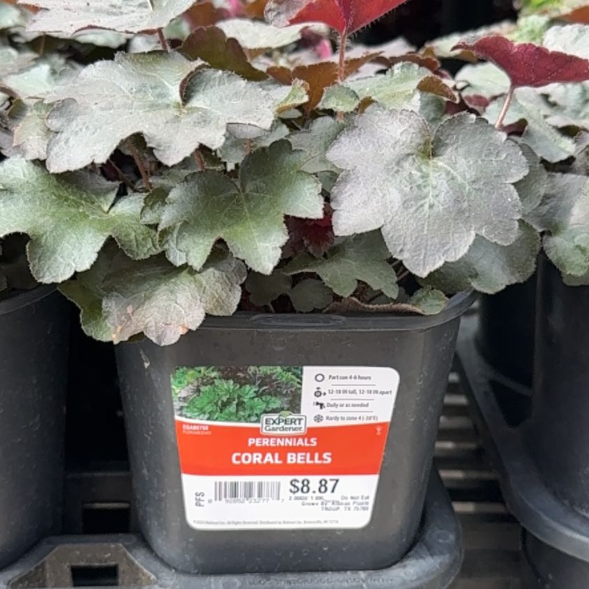 Photo of the plant species Coral Bells by @BigtimeDewberry named Gaga on Greg, the plant care app