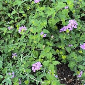 Photo of the plant species Weeping Lantana by @BigtimeDewberry named Sir Plancelot on Greg, the plant care app