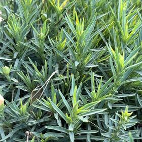 Photo of the plant species Polytrichum formosum by @BigtimeDewberry named Huckleberry Fern on Greg, the plant care app
