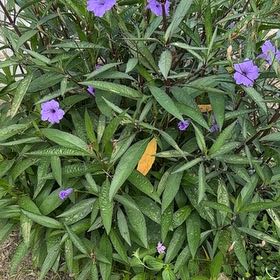 Photo of the plant species Britton's Wild Petunia by @BigtimeDewberry named Spike Leaves on Greg, the plant care app