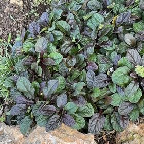 Photo of the plant species Blue Bugle by @BigtimeDewberry named Gomez on Greg, the plant care app