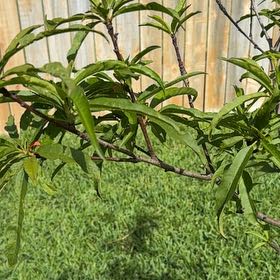 Photo of the plant species Prunus Persica by @BigtimeDewberry named Tree Diddy on Greg, the plant care app